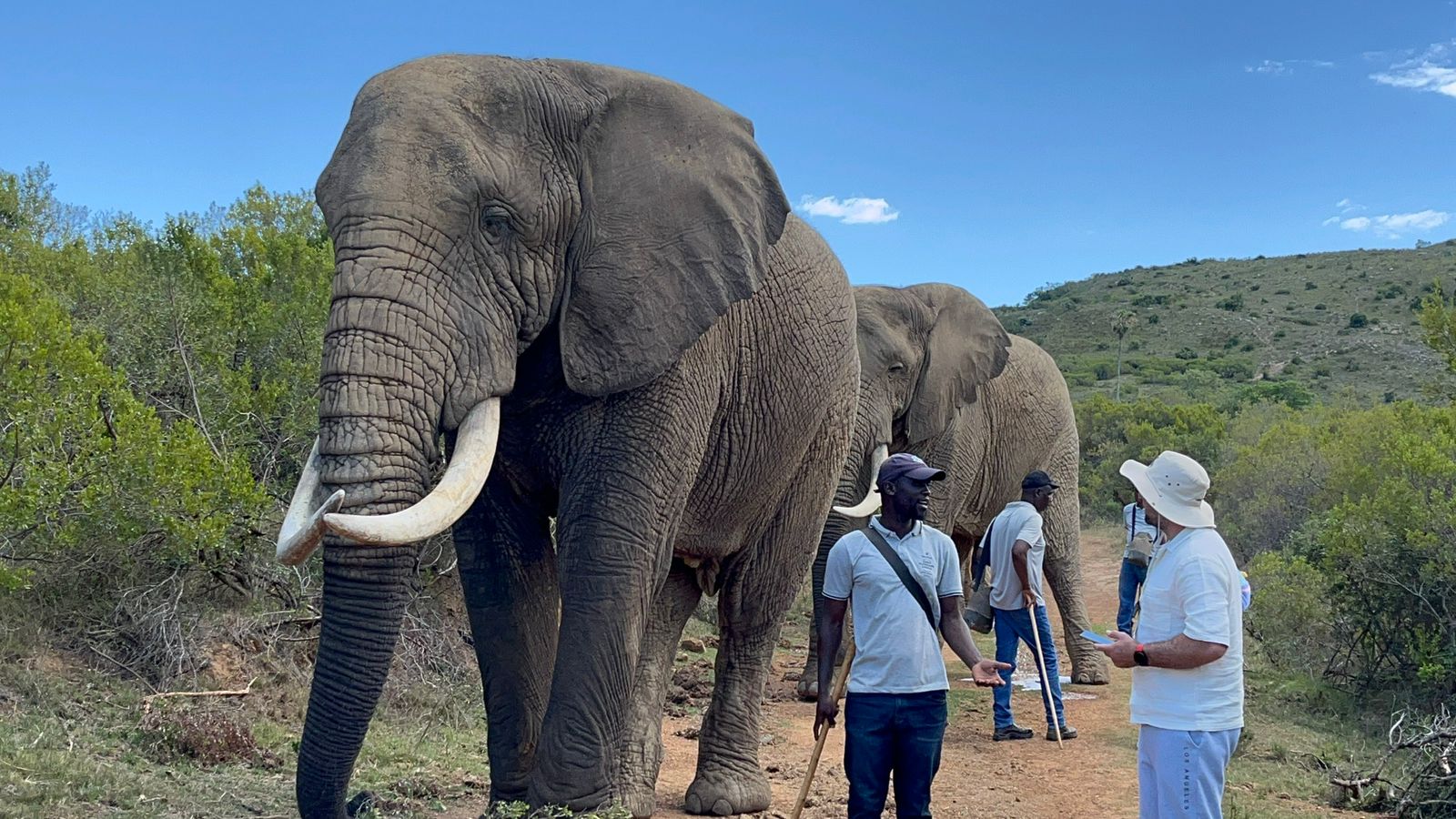Elephant Encounter