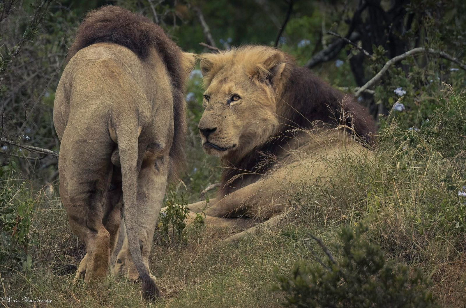 Bush safari experience