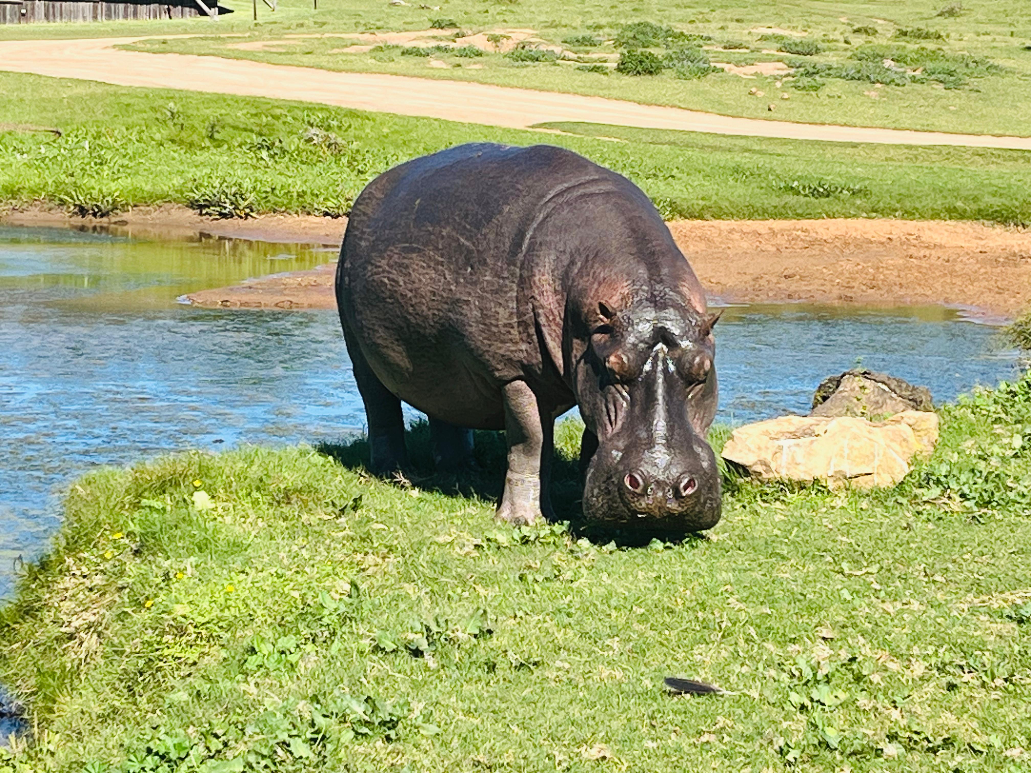 Chobe National Park Safari