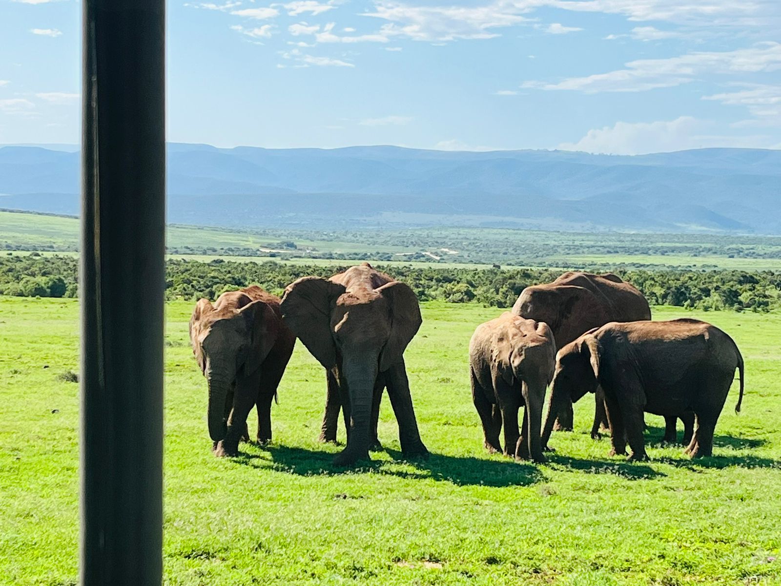 Addo Elephant National Park safari