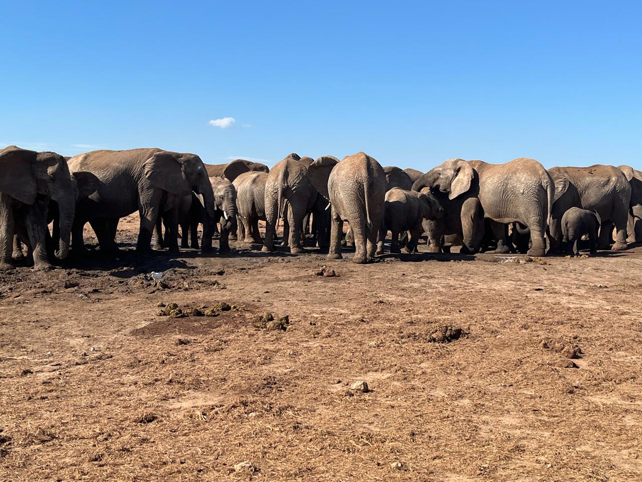 Addo Elephant National Park